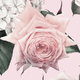 Close-up of a pink rose on a light pink background