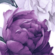 Close-up of purple peony flowers