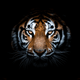 A close-up of a tiger's face with intense eyes against a black background.
