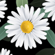 Close-up of white daisies with yellow centers on a dark background