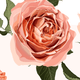 Illustration of a pink rose with green leaves