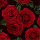 Red roses on a dark background.